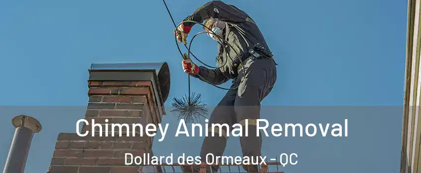  Chimney Animal Removal Dollard des Ormeaux - QC