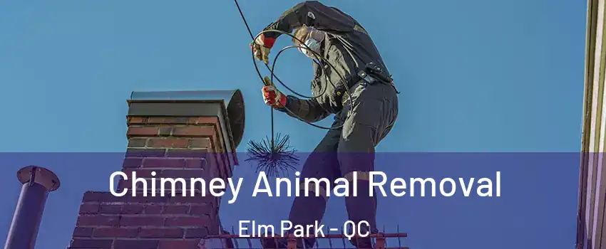  Chimney Animal Removal Elm Park - QC