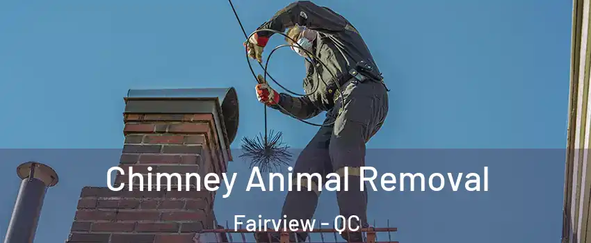  Chimney Animal Removal Fairview - QC