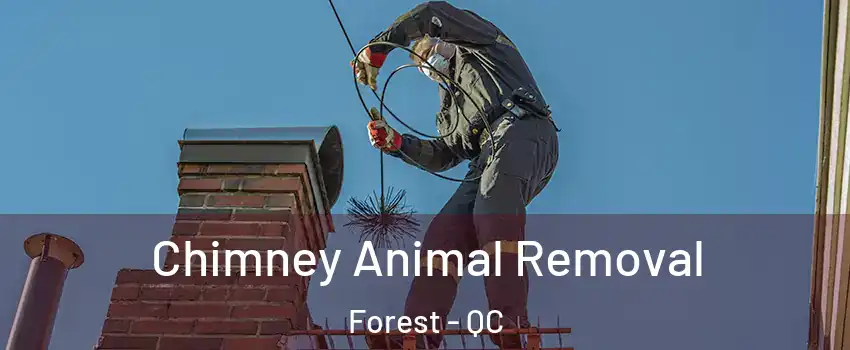  Chimney Animal Removal Forest - QC