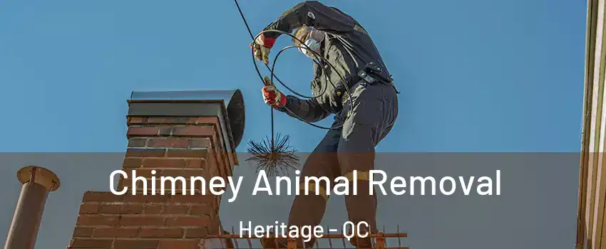  Chimney Animal Removal Heritage - QC