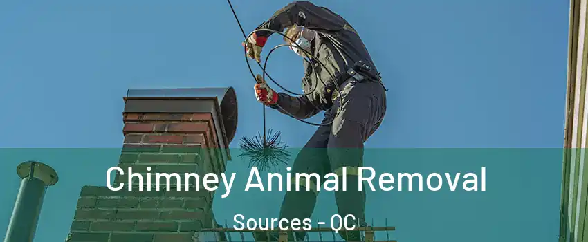  Chimney Animal Removal Sources - QC