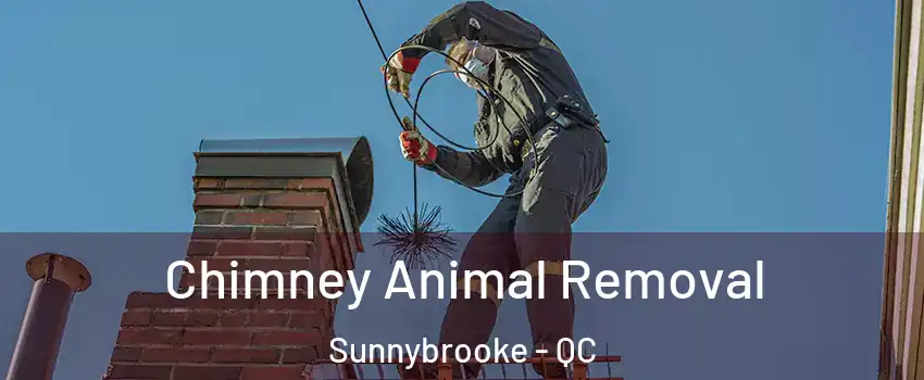  Chimney Animal Removal Sunnybrooke - QC