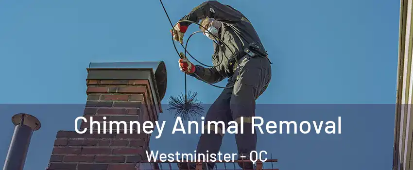  Chimney Animal Removal Westminister - QC